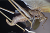 CollectionObject 1529742; a22641c3-3f9a-42f4-a003-9a1002a6bccd: female, lateral view (syntype). (CollectionObject).