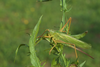 CollectionObject 1578037; fdd1b03e-65f2-476c-8d9c-de3830d187ac: female. (CollectionObject).