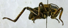 Paracyphoderris erebeus Storozhenko, 1980: male, lateral view. (Otu).