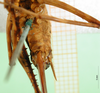 CollectionObject 1502638; 3a66cde6-d9e7-4084-a045-a585bf620976, MfN 4223: female abdomen, ventral view (syntype). (CollectionObject).
