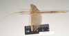 CollectionObject 1562007; bf9e0dbf-20a9-4e8b-ac10-07475d47ac89: copyright Natural History Museum, London. female, lateral view of Necroscia carterus (syntype). (CollectionObject).