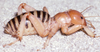 CollectionObject 2801078; 2bb9b3b9-47a8-4c91-bc37-6b431fc7d7a5, CAS Entomology type 20127: (CollectionObject).