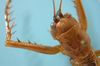 CollectionObject 1542790; 45c5b3ec-018e-4b4a-9822-ba3a9b09fac1: male, pronotum and head dorsal view (holotype of Cerberodon cuiabensis). (CollectionObject).
