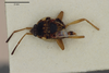 CollectionObject 1596172; dce58c35-aa5f-4656-8ebc-f01cab6ec916: Aphanus papuanus. Lectotype-dorsal habitus.(BMNH) - (CC BY-NC 4.0) Photo by Stuart Cole, reproduced with permission from the Natural History Museum, London, UK. (CollectionObject).