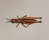 CollectionObject 1519316; 5bc9db77-8884-455f-882d-5e710e03bc35, NHMUK015105213: male, dorsal view (holotype of Wellawaya greeni). (CollectionObject).