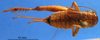 CollectionObject 1505324; 5703e2a4-16c8-4870-bec7-b41e7b232a14: female, dorsal view (syntype). (CollectionObject).