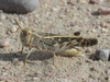 male (about 2 miles SSW of Lisco, Nebraska, 24 July 2020). Depicts Hippiscus ocelote (Saussure, 1861), an Otu.