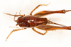CollectionObject 1531297; 727f9087-bf3f-4eca-9c40-db81d8fce988: female, dorsal view (holotype). (CollectionObject).