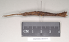 CollectionObject 1560118; 8e9da3bf-28bc-4edc-9011-2fde97c99fe0: copyright Natural History Museum, London. (CollectionObject).;CollectionObject 1560119; bc59299b-5d33-4975-9c79-9d08facc4345: copyright Natural History Museum, London. (CollectionObject).