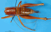 CollectionObject 1502587; b81d3195-04ad-4d4a-8c9a-3b704ee49de5: female, dorsal view (syntype). (CollectionObject).