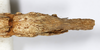 CollectionObject 1557860; a178da17-f9d0-493e-bf87-45c3bd0ed9de: copyright MHNG Geneva. female: end of abdomen, ventral view (syntype). (CollectionObject).