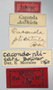CollectionObject 1535527; 28097188-c241-48c0-80c5-45dcb9171339: labels (holotype of Caconda plicatula). (CollectionObject).