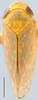 Habitus, dorsal view: !! display not done !! on Frequenamia DeLong, 1947: Frequenamia guerrera, dorsal habitus (AMNH). (Observation).
