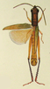 Mitricephala milleri Ramme, 1941: Pl. XIV, Fig. 4. male (total length 29 mm). (Otu).