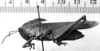 CollectionObject 1530633; 30d88560-628d-482f-83c7-3de6f4612474: Image Carbonell, C.S. female, lateral view (syntype of Tropidonotus scabripes). (CollectionObject).