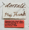 labels (syntype of Acrydium dorsale). Depicts CollectionObject 1597479; UZIU Thunberg Collection nr 15812, eefd850e-5e94-4da4-b33a-2c715bc34794, a CollectionObject.