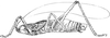 Elasmometopus madecassus Chopard, 1952: male habitus, lateral view. (Otu).