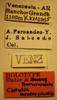 CollectionObject 1595112; 540c9e6c-5719-42f8-9444-8de06c5cbe02: Cistalia neotropicalis - Holotype Labels (NMNH) - (CC BY-NC 3.0) - Photo by Pablo M. Dellapé with permission from the National Museum of Natural History (NMNH), Smithsonian Institution, Washington, D.C. (CollectionObject).