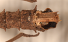 CollectionObject 1561554; 6cdbe08b-dbcd-4592-830b-23e49866e842: copyright UMO. male end of abdomen, dorsal view of synonym Acanthoderus spiniventris (syntype). (CollectionObject).;CollectionObject 1561555; effcc6fe-eba2-4459-a612-4ec6e76c6540: copyright UMO. male end of abdomen, dorsal view of synonym Acanthoderus spiniventris (syntype). (CollectionObject).