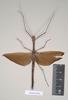 CollectionObject 1561924; NHMUK(SF IMPORT DUPLICATE) 844827, bc8db473-e88c-473e-8bf4-53f35d8c9888: copyright Natural History Museum, London. female of Necroscia atricoxis (holotype). (CollectionObject).