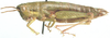 female,lateral view. Depicts Basutacris inflatifrons Brown, 1962, an Otu.