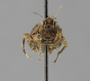 CollectionObject 1523454; d9877abc-e54e-496e-a916-20f1b666e9e8: male, frontal view (holotype). (CollectionObject).