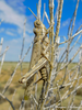 CollectionObject 1578727; c4c8c337-4fb3-4bb7-a483-7ed947f01919: female (KZ: Dzhusaly). (CollectionObject).