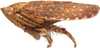 Habitus, lateral view: Phelpsius intricatus, lateral habitus (INHS). (Observation).