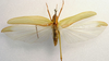 CollectionObject 1517505; 44126481-4fcd-45f7-bf08-4c60e994c39d: male, dorsal view (lectotype of Phaneroptera neochlora). (CollectionObject).