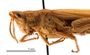 CollectionObject 1538206; 6aead1fc-afce-4f9f-bbae-a244730bddea: female head and pronotum, lateral view (holotype of Pyrgomorpha cyprica Steinmann, 1967). (CollectionObject).