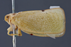 Habitus, lateral view on Anormenis obtusa (Melichar, 1902) now Anormenis media (Melichar, 1902): (Observation).