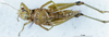 CollectionObject 1505069; aa0a1db7-b0ae-4084-beac-431688a568bc, DORSA D015AF01: female, ventral view (holotype of Eusitalces amazonicus). (CollectionObject).
