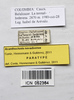 CollectionObject 1573608; 57fc5681-f412-4a6f-87d8-d6471ddf494e: Copyright Instituto de Ciencias Naturales (ICN). female, data labels (paratype). (CollectionObject).