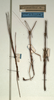 CollectionObject 1557722; NMW 528, 827666e6-3384-494f-adcc-0b96b9ef85aa: copyright NMW, Vienna. male of Carausius transiliens (paralectotypes). (CollectionObject).