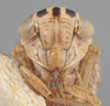 Head on Athysanella (Amphipyga) longicauda Beirne, 1955: Head. (Observation).