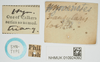 Hymenotes triangularis Westwood, 1837: labels (syntype). (Otu).