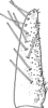 Subgenital plate: !! display not done !! on Alebrasca expansa (Dworakowska, 1995): genital plate. (Observation).