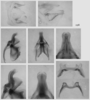 Melanoplus sebringi Otte, 2012: male genitalia. (Otu).