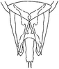Subgenital plate: !! display not done !! on Arundanus crumbi (DeLong, 1916): genital capsule, ventrally. (Observation).