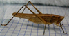 Ruspolia lineosa (Walker, 1869): male, lateral view. (Otu).