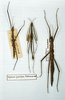 CollectionObject 1557236; 3096f3cb-b2af-4fc2-8170-46a02d3b2d6c: copyright MNHN, Paris. male (holotype, on left). (CollectionObject).