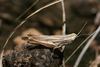 FieldOccurrence 394; e20ec304-4f4c-44f4-89c3-246dfae944fc; Tanzania
eastern slopes Mount Kilimanjaro, 2010/11/13: female. (FieldOccurrence).