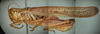 Melanoplus spretus (Walsh, 1866): male. (Otu).