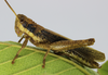 Zygoclistron trachystictum Rehn, 1905: male (Brazil, Minas Gerais, Reserva Ecológica do Panga). (Otu).