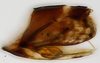 Pygofer, lateral view: !! display not done !! on Scaphytopius speciosus (Van Duzee, 1923): (Observation).