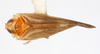 Habitus, dorsal view: !! display not done !! on Omolicna texana (Caldwell, 1944): (Observation).