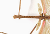 CollectionObject 1584035; 3db17dc4-f512-45e5-b382-28d1df4b301e: Copyright O. Conle Coll. male: head & thorax, dorsal view (paratype). (CollectionObject).;CollectionObject 1584036; 8fbabe4f-898d-4026-b008-2c50f2a71c38: Copyright O. Conle Coll. male: head & thorax, dorsal view (paratype). (CollectionObject).;CollectionObject 1584037; 00c53815-64f7-46f6-ba44-de18474c7d55: Copyright O. Conle Coll. male: head & thorax, dorsal view (paratype). (CollectionObject).