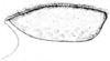 Tettigidea lateralis lateralis (Say, 1824): Fig. 191. male, left tegmen. (Otu).