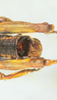 CollectionObject 1498699; 030eafed-5045-4cf5-b2b3-b3cec72c93da: male abdomen tip, dorsal view. (CollectionObject).