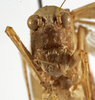 CollectionObject 1529753; 8392cf3e-a857-47a7-a025-c7c2e92e4284: female face (holotype). (CollectionObject).